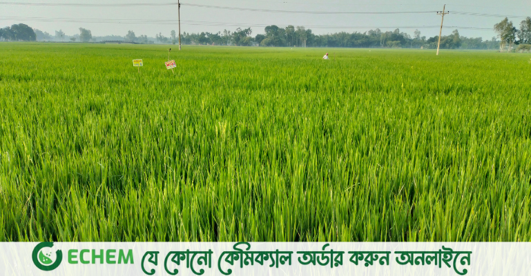 রোপা আমনের পাতায় পাতায় উঁকি দিচ্ছে কৃষকের স্বপ্ন