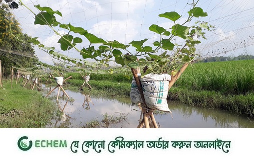 রাস্তা, রেল, জলাবদ্ধ জমিতে কেচকি পদ্ধতিতে বস্তায় সবজি চাষ