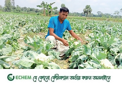 শীতের আগাম সবজিতে দাম ভালো, বেড়েছে চাষ