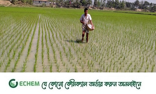 নরসিংদীতে আমন ধানের সবুজ পাতায় দুলছে কৃষকের স্বপ্ন