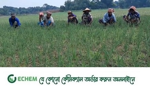 ফরিদপুরে মুড়িকাটা পেঁয়াজ উৎপাদনে ব্যস্ত চাষীরা