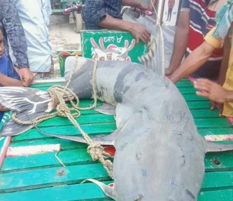 জামালপুরে জেলে জালে ধরা পড়ল দেড় মণ ওজনের বাঘাইর