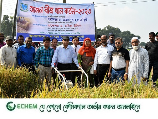 বাকৃবিতে আমন বীজধান কাটা শুরু, সরাসরি কৃষকের হাতে