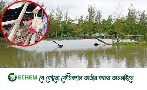 ভেঙ্গে গেছে পোল্ট্রি খামারীর স্বপ্ন, লোকশান ২০ লাখ টাকার
