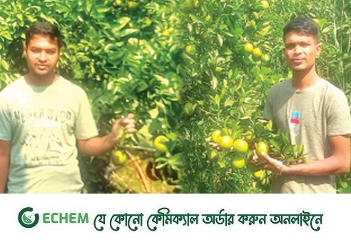 লক্ষ্মীপুরে মাল্টা চাষের সফলতা দুই ভাইয়ের