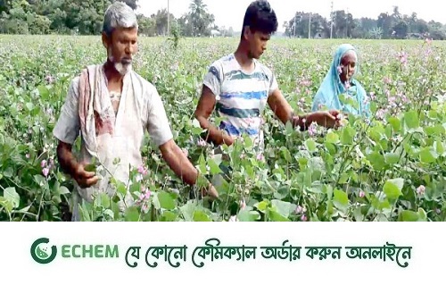 নরসিংদীতে  ফুলে ফুলে ভরে গেছে আশ্বিনা শিমের মাচা