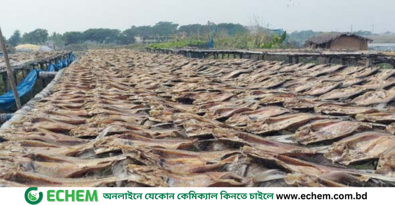 মিঠা পানির শুঁটকির চাহিদা দিনদিন বাড়ছে