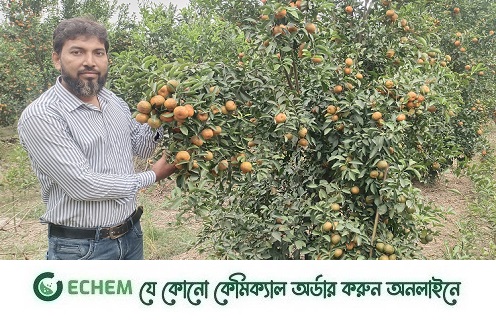 কাহারোলে কমলা চাষে সফল প্রভাষক সেলিম রেজা