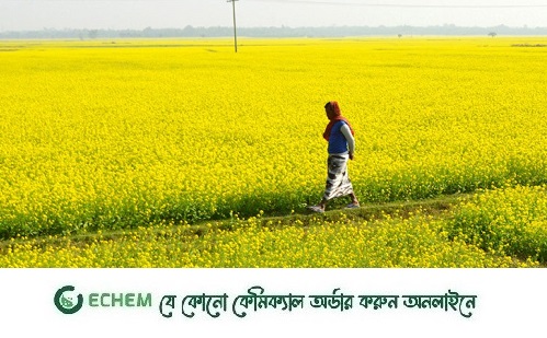 আবহাওয়া ভালো থাকায় সরিষার বাম্পার ফলন জয়পুরহাটে