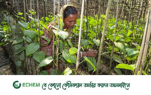 নরসিংদীতে বাড়ছে পানের বরজ, সাফল্য পেয়েছেন অনেকে