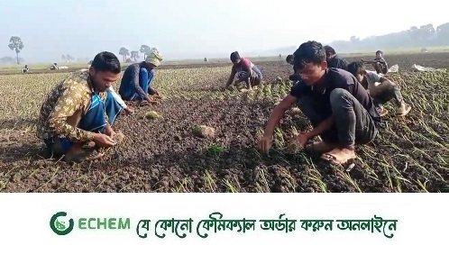পেঁয়াজের রাজধানী সালথা:  ১১হাজার হেক্টর জমিতে পেঁয়াজ