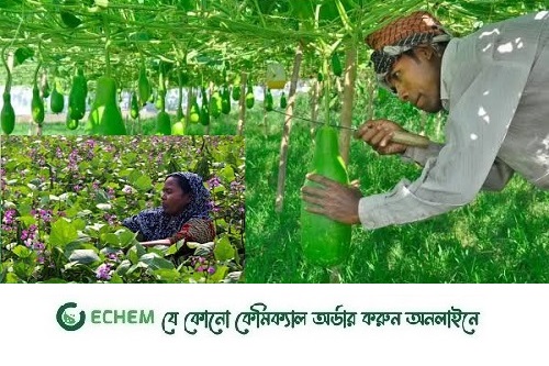 ধামরাইয়ে শীতকালীন সবজির বাম্পার ফলন
