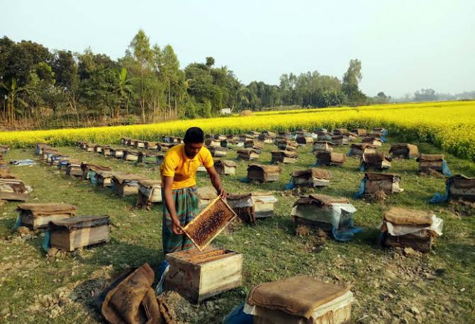 ধামরাইয়ে হলুদের সমারোহের মাঝে মধুর আহরণ