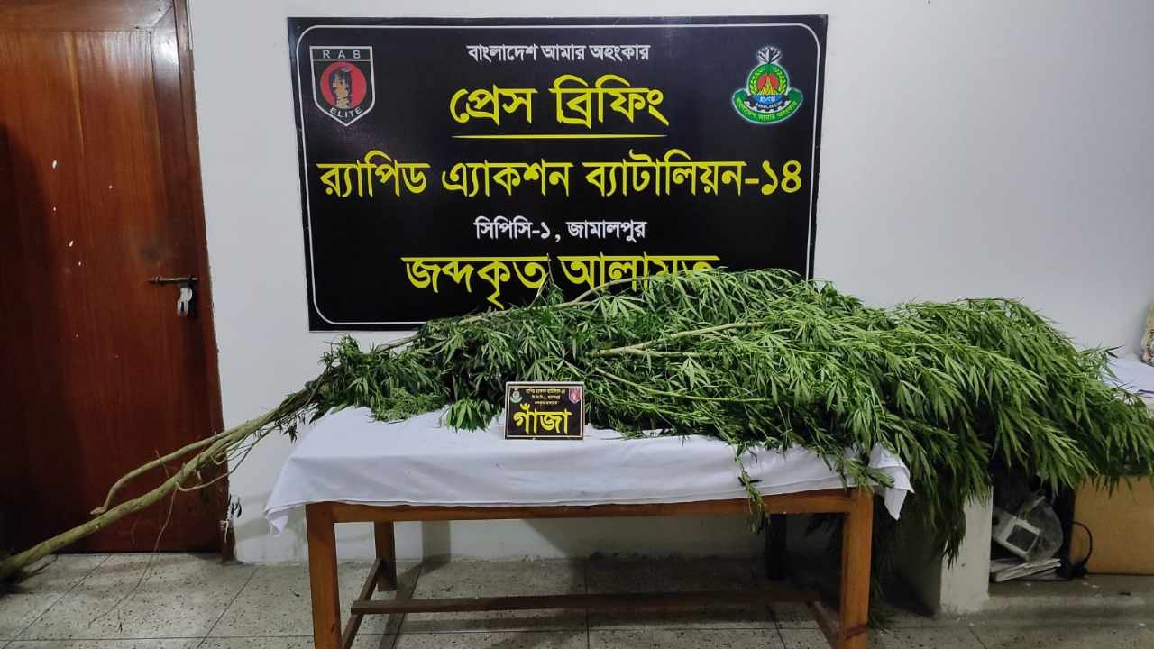 রাজীবপুরে গাঁজার গাছসহ এক জন আটক