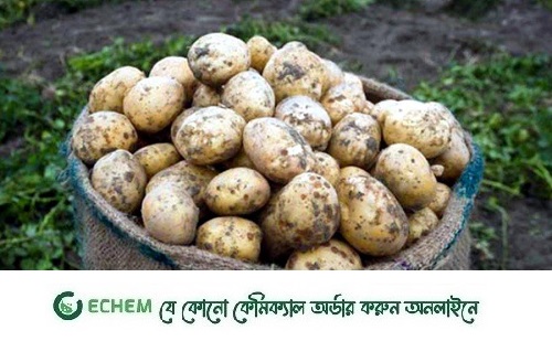 দু'সপ্তাহে ঠাকুরগাঁওয়ে আলুর দাম কেজিতে ২৫ থেকে ৩০ টাকা কমেছে