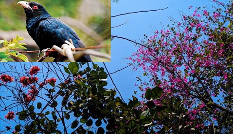 বসন্তের আগমনে নেই কোকিলের, কুহু-কুহু