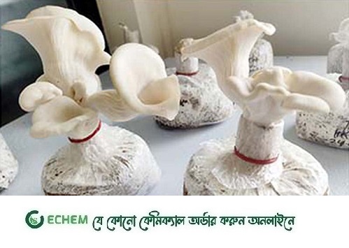 নোবিপ্রবির কৃষি বিভাগের ল্যাবে টিস্যু কালচার থেকে মাশরুম উৎপাদন