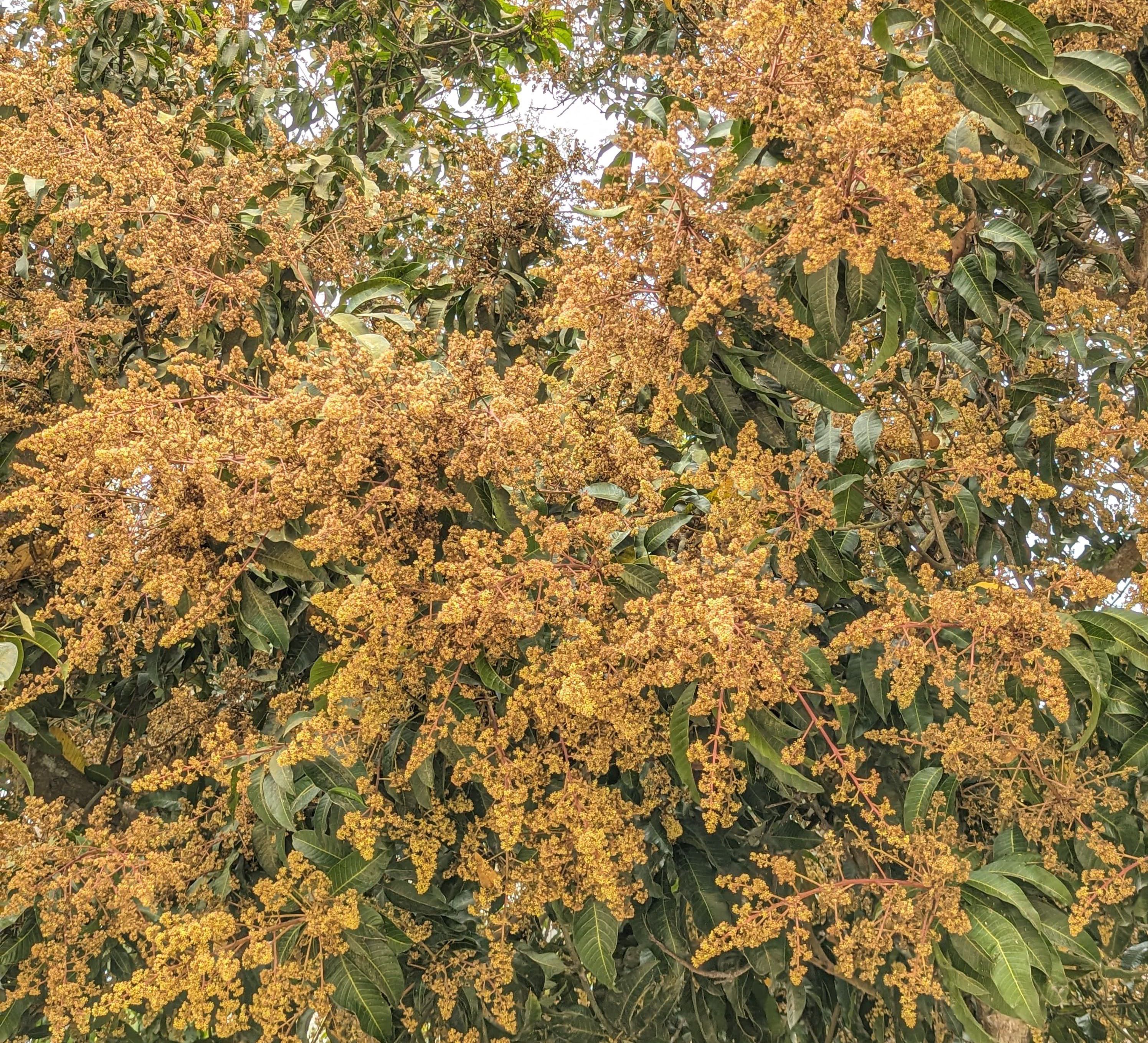 মাভাবিপ্রবির গাছে গাছে আমের মুকুল, ছড়াচ্ছে মৌ মৌ ঘ্রাণ