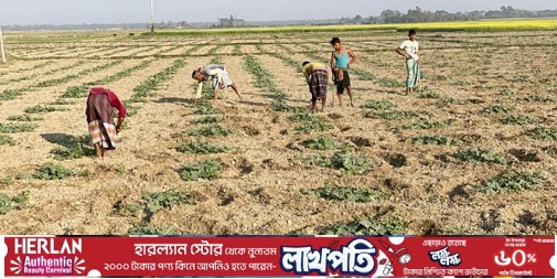 মিরসরাইয়ে ৫০০ একর জমিতে ২০ কোটি টাকার তরমুজ চাষ