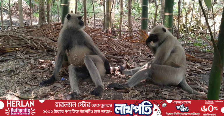 রামপালে লোকালয়ে ঘুরছে দুটি হনুমান