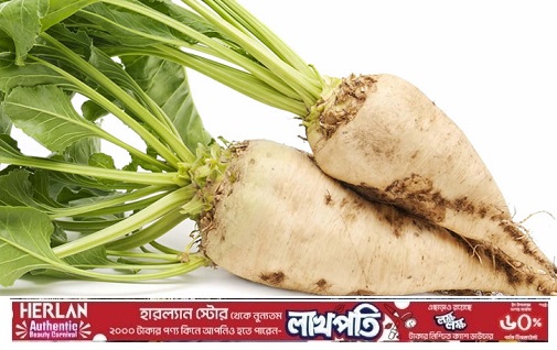 আখের বিকল্প হতে পারতো সুগারবিট