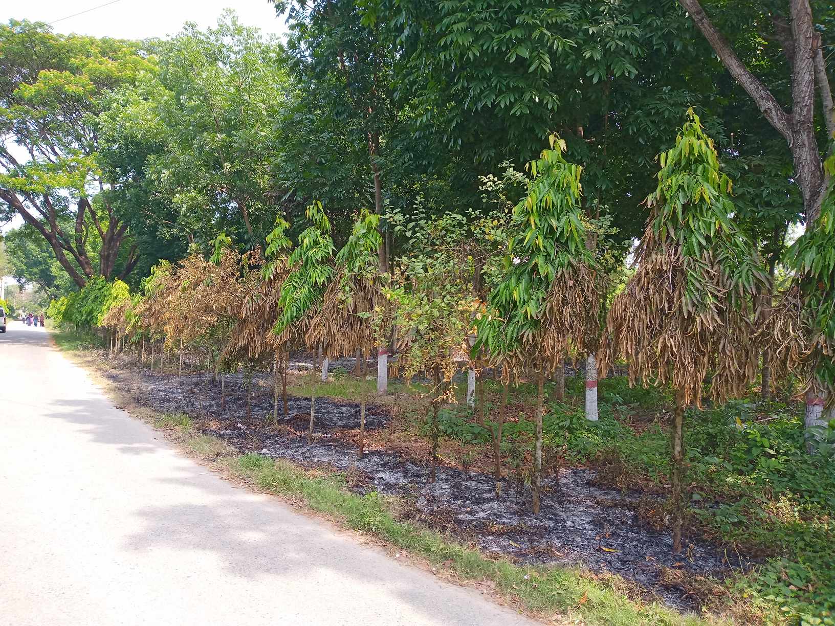 ইবিতে আবর্জনার আগুনে পুড়লো সবুজ গাছ!