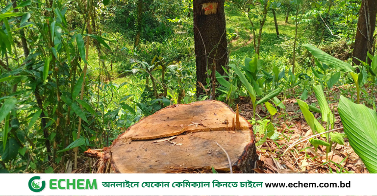 ঢাকাসহ সারা দেশের গাছ কাটা বন্ধে রিট