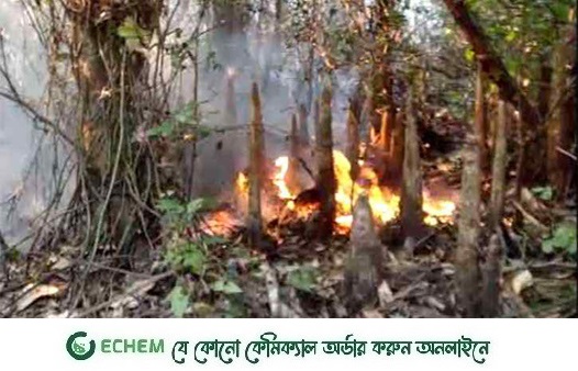 সুন্দরবনের আগুন নিয়ন্ত্রণে, কিছু জায়গায় ধোঁয়া রয়েছে