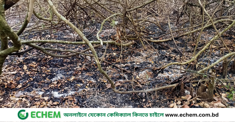৪৩ ঘণ্টা পর সুন্দরবনের আগুন পুরোপুরি নিয়ন্ত্রণে, বন্যপ্রাণীর ক্ষয়ক্ষতির হয়নি
