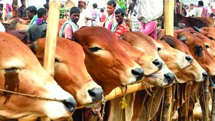 আফতাবনগরে পশুরহাট বসানো যাবে না: হাইকোর্ট