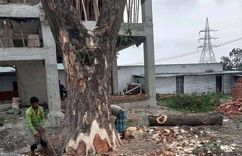 বৃক্ষনিধনে মেতেছে যেন  বাকৃবি প্রশাসন