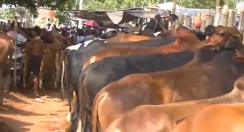 ফরিদপুরে জমে উঠেছে কোরবানি গরুর হাট