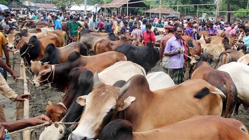 কোরবানির পশু বিক্রি শুরু হয়েছে রাজধানীতে