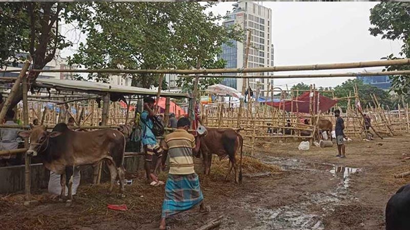 রাজধানীতে প্রায় ফাঁকা গরুর হাট, ক্রেতাদের নজর ছাগলে