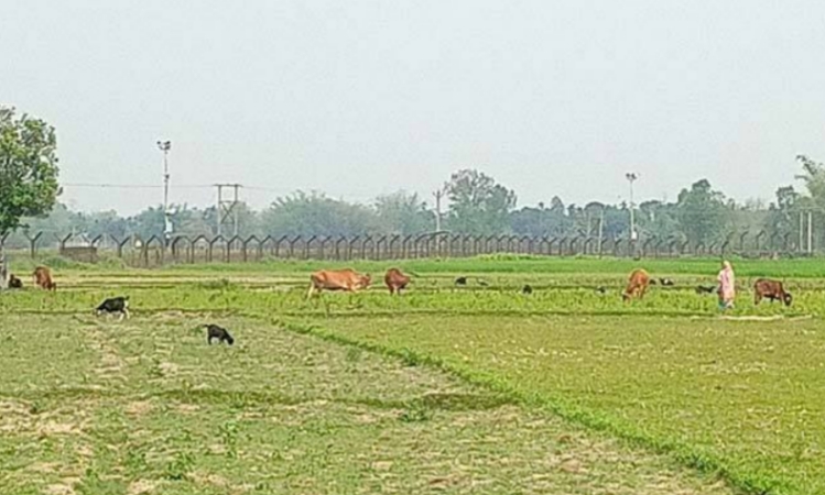 কালীগঞ্জ সীমান্তে বিএসএফের গুলিতে বাংলাদেশি নিহত