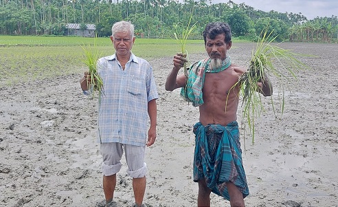 মোরেলগঞ্জে কৃষকের রোপনকৃত ধান চারা উপরে ফেলেছে দুর্বৃত্তরা