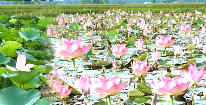 গোপালগঞ্জের বলাকইড় বিলে মনোহর পদ্মমেলা