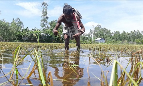 লক্ষ্মীপুরে বন্যায় ৮০৫০ হেক্টর জমির আমন ধানের ক্ষতি