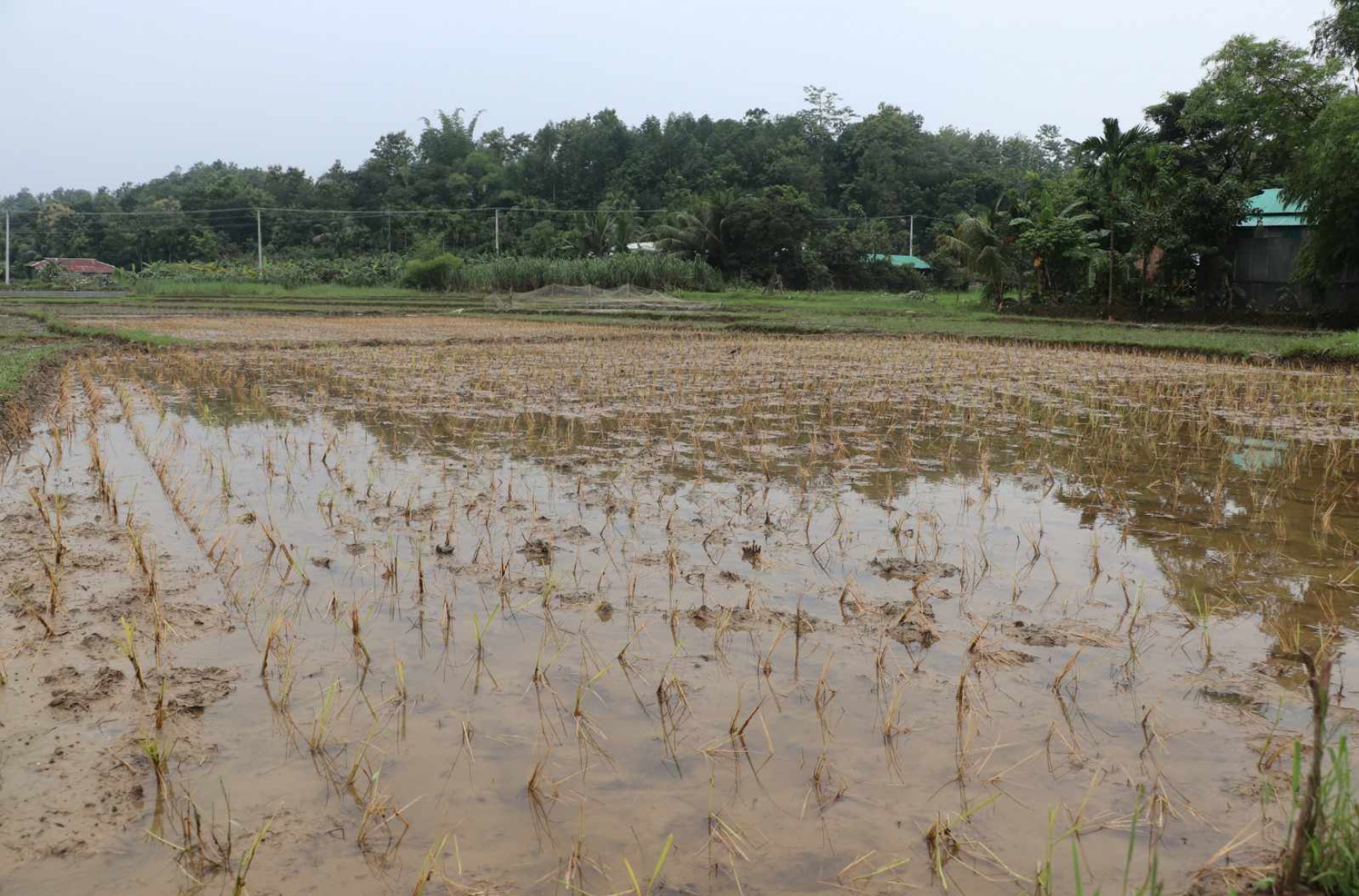 দীর্ঘ বন্যার পানিতে ফসলের ব্যাপক ক্ষয়ক্ষতি
