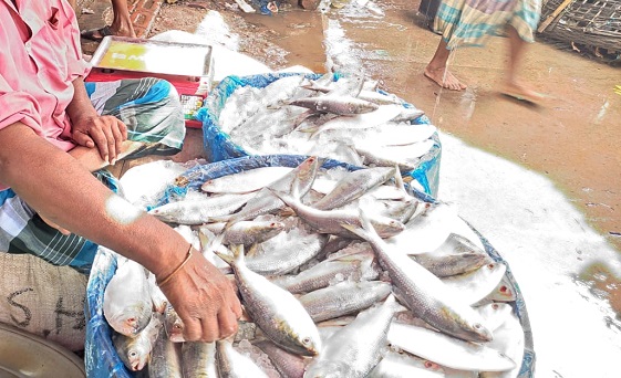 ফরিদপুরের বাজারে ছোট ইলিশ, বড় ইলিশের আকাল