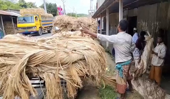 ফরিদপুরে কাঙ্খিত লাভের মুখ দেখতে পারছেন না পাট চাষীরা