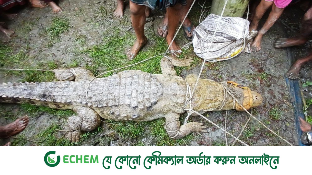 লক্ষ্মীপুরে পুকুর থেকে কুমির উদ্ধার