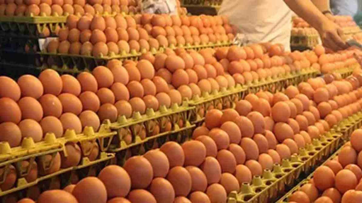 ডিমকে অত্যাবশ্যকীয় পণ্য ঘোষণা শিগগিরই: উপদেষ্টা