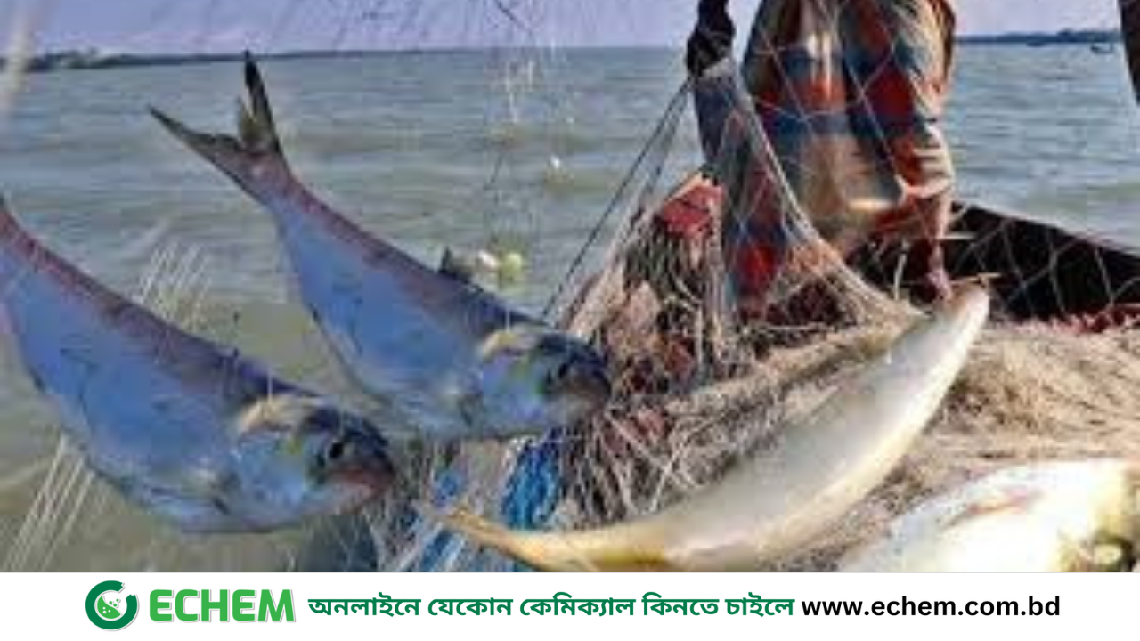 পদ্মা-মেঘনায় ২২ দিন ইলিশসহ সবধরনের মাছ ধরা নিষিদ্ধ