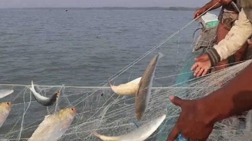 মধ্যরাত থেকে ইলিশ ধরা বন্ধ, ২২ দিনের নিষেধাজ্ঞা