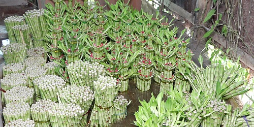 শুধু গৃহসজ্জা নয় যাচ্ছে বিদেশে, স্বাবলম্বী হচ্ছেন অনেকেই