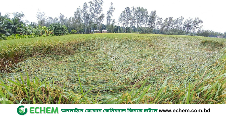 দানার প্রভাবে ঠাকুরগাঁওয়ে নুয়ে পড়েছে পাকা ধান গাছ, ক্ষতির মুখে শাকসবজিও