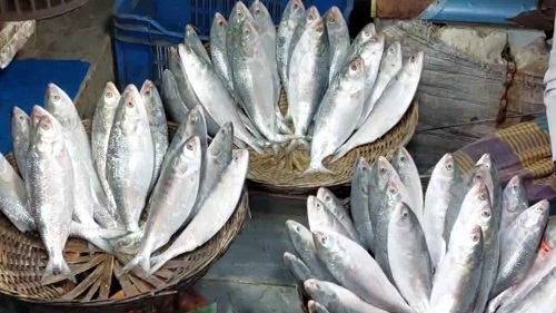 নিষেধাজ্ঞা শেষে বেড়েছে ইলিশ সরবরাহ