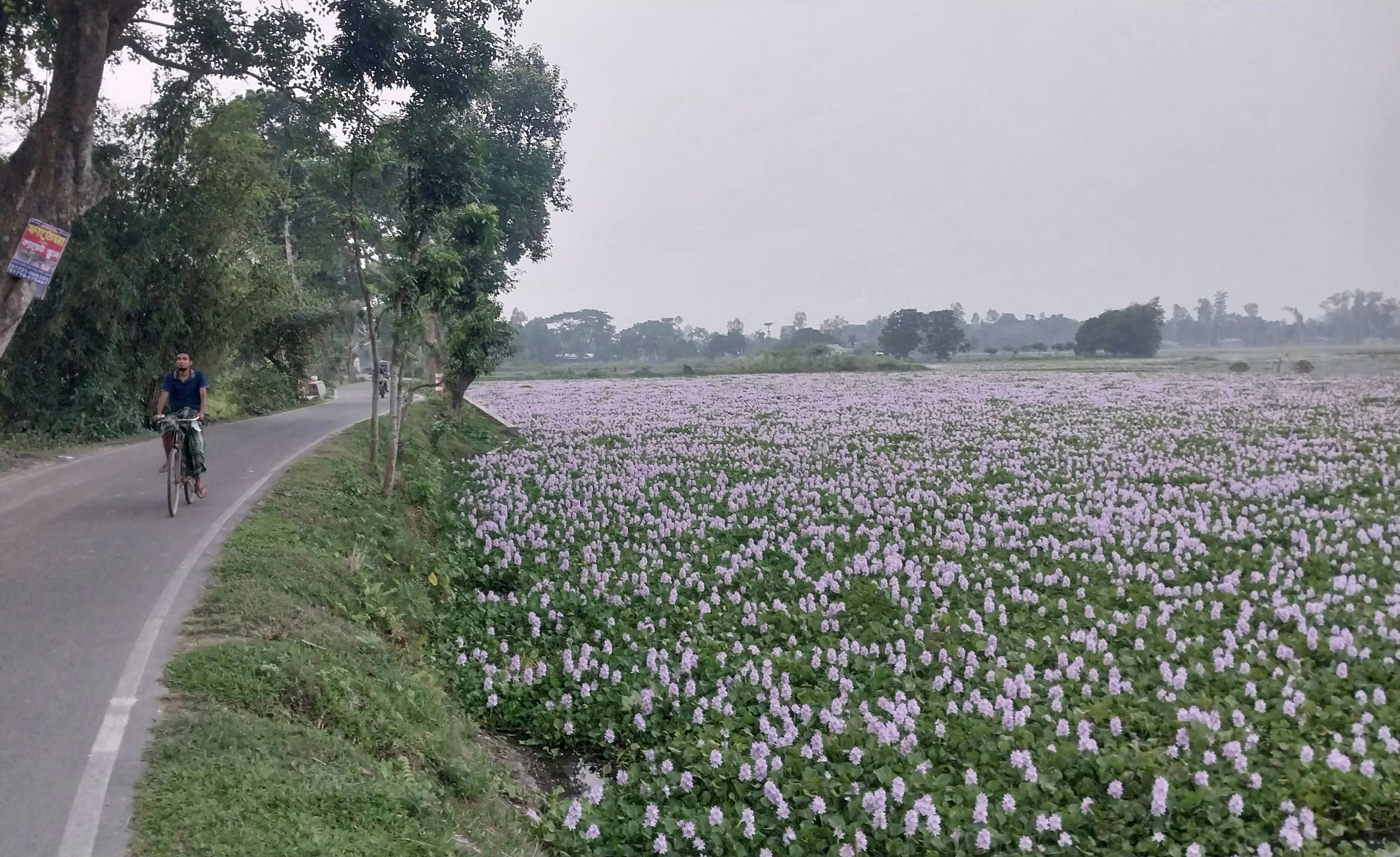 জলাশয়ে মুগ্ধতা ছড়াচ্ছে কচুরিপানার ফুল