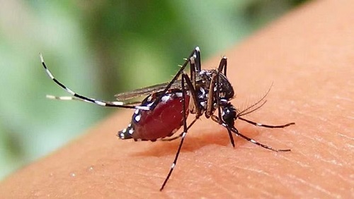 ডেঙ্গু কেড়ে নিলো আরও ৭ প্রাণ, হাসপাতালে ১২০৯ জন